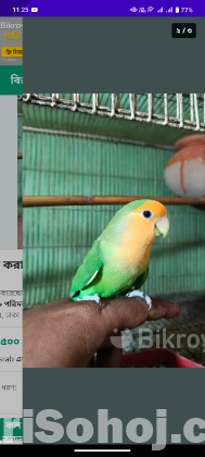 লাভ বার্ড